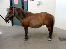 left side view of a brown horse