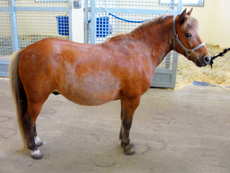 right side view of a brown horse