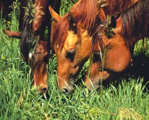 three horses feeding on grass