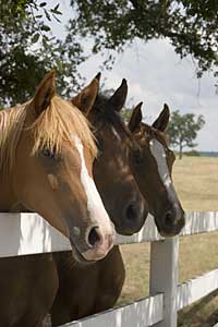three horses looking over a fence