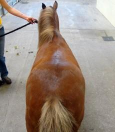 back side view of a brown horse